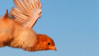 Rhetorische Frage: Ist es besser als Eagle abzuheben oder als Chicken am Boden zu bleiben? (Bild: © TTstudio - stock.adobe.com)