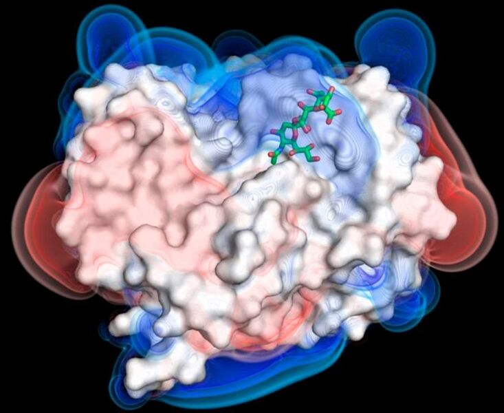 Modell des Knopfes des kurzen Faserproteins des Adenovirus 52 (weiß) mit der Anheftung an Polysialinsäure (grün-rot) (Manuel Liaci)