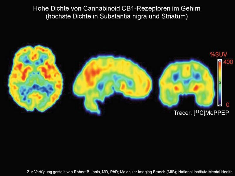 Hohe Dichte von Cannabinoid CB1-Rezeptoren im Gehirn (höchste Dichte in Substantia nigra und Striatum) (Bild: Robert B. Innis, MIB, National Institute Mental Health)