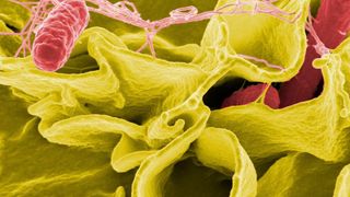 Bisher sind erst schätzungsweise ein Prozent aller existierenden Mikroorganismen identifiziert und charakterisiert worden. (Symbolbild) (Bild: gemeinfrei)