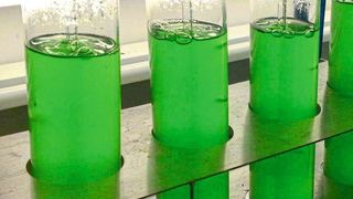 Cyanobakterien im Labor: Der neue Wirkstoff wurde aus Kulturen des Süßwasser-Cyanobakteriums Synechococcus elongatus isoliert. (Klaus Brilisauer)