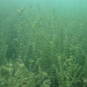 Abb. 2: Schmalblättrige Wasserpest (Elodea nuttallii).