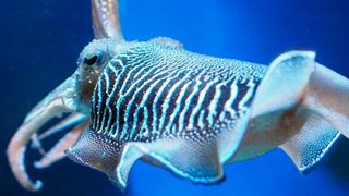 Forschenden des Max-Planck-Instituts ist es gelungen, ein selbstheilendes Material zu entwickeln. Die Inspiration dafür kommt von der Haut der Tintenfische. (Bild: gemeinfrei)