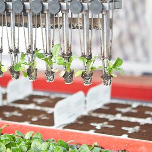 Bürstenlose Motoren in der Robotik Smart Farming Anlagensortierung(Bild:  iStock-513535557_Setzinge FAULHABER)