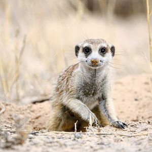 Von Erdmännchen wie diesem wurden zwischen 1997 und 2016 monatlich vom Kalahari Meerkat Project detaillierte Daten erhoben.