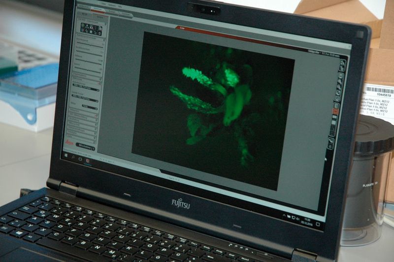 Abb. 6: ... Möglich macht's ein Cas9-GFP-Konstrukt.  (Ottleben / LABORPRAXIS)