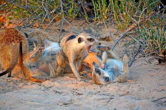 Konflikte sind weit verbreitet und ein Verhalten, das die Übertragung von Tuberkulose begünstigen kann(Bild:  Evi Zehntner)