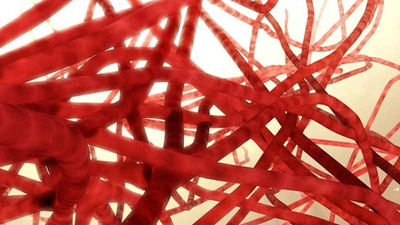 Ein Blutkapillarnetzwerk bildet ein Geflecht aus den kleinsten Blutgefäßen des Körpers. Damit sind sie für jedes biogedruckte Gewebemodell unverzichtbar.(Bild:  Notre Dame College of Engineering)