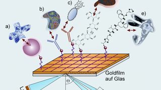 1	 Die Goldoberfläche kann mit ganz unterschiedlichen Biomolekülen beladen sein: a) Rezeptor, b) Antikörper gegen Protein, c) Antikörper gegen zelluläre Struktur, d) Kohlenhydrat, das z.B. an Lektine bindet, e) Wirkstoff, der mit proteinergener Zielstruktur interagiert. (Archiv: Vogel Business Media)