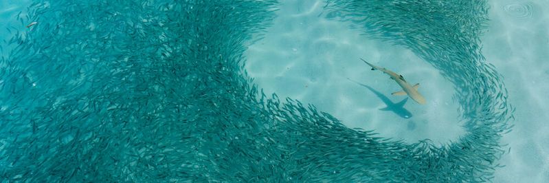 Cyberangriffe treffen irgendwann jedes Unternehmen - Mit diesen Threat Hunting Tools lässt sich der Schutz verbessern.(Bild:  ink drop - stock.adobe.com)