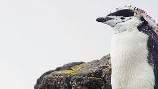 Acht Pinguinarten sind in der Antarktis zu Hause – im Bild ein Zügelpinguin – und trotzen den extremen Umweltbedingungen. Auch eine Photovoltaik-Lösung hält diesem Klima nun stand. (ABB)