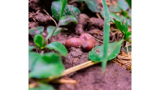 Über die Rolle von kleinen Pflanzenfressern, Räubern oder unterirdisch lebenden Tieren und Mikroorganismen im Nahrungsnetz ist bislang relativ wenig bekannt. (Tilo Arnhold, iDiv)