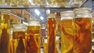 Abb. 1: Von unschätzbarem Wert für die Nachwelt – zoologische Sammlungen. (Bild: ©tinadefortunata - stock.adobe.com)