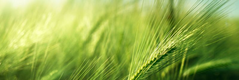 Veränderte Klimabedingungen mit relativ warmen Wintern und heißen, trockenen Sommern machen auch vielen unserer Kulturpflanzen zu schaffen. (Symbolbild)(Bild:  Iakov Kalinin - stock.adobe.com)