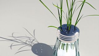 Eine Pflanze gedeiht auf Salz – das geht wesentlich besser, wenn sie über das Protein CC1 verfügt. (Barth van Rossum, FMP)