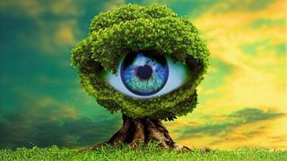 Pflanzen haben eine Art „Sehsinn“, mit dem sie Helligkeitsunterschiede wahrnehmen (Symbolbild). (gemeinfrei, DaniloFernando)