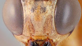 Dedicated to Johanna Hopkins, the first author’s wife, Epirhyssa johanna is known from only one, quite exceptional, female specimen. (Hopkins et al. 2019)