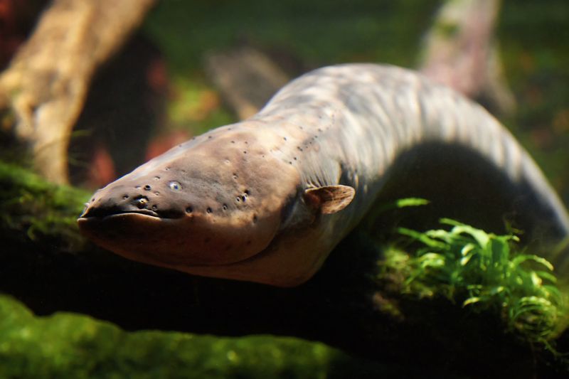 Electric eels have three electric organs that allow them to deliver electric shocks with voltages of up to 860 volts (illustration).(Source:  dennisjacobsen - stock.adobe.com)