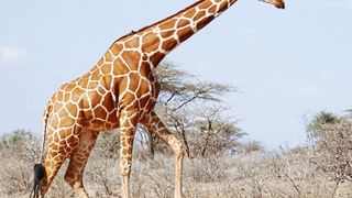 Eine Netzgiraffe (G. reticulata) im Samburu National Reserve in Kenia  (Julian Fennessy)