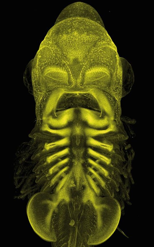 In Gelb sind die sich entwickelnden Skelettelemente des Katzenhais dargestellt.(Bild:  © Elio Escamilla)