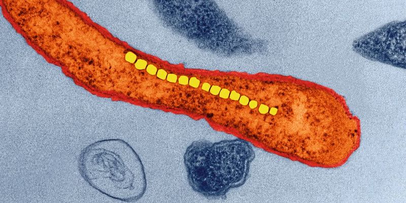 Bakterium der Gattung Magnetospirillum. Dank in einer Reihe angeordneter Eisenoxid-​Kristalle (gelbgrün) orientieren sie sich wie eine Kompassnadel im Magnetfeld.