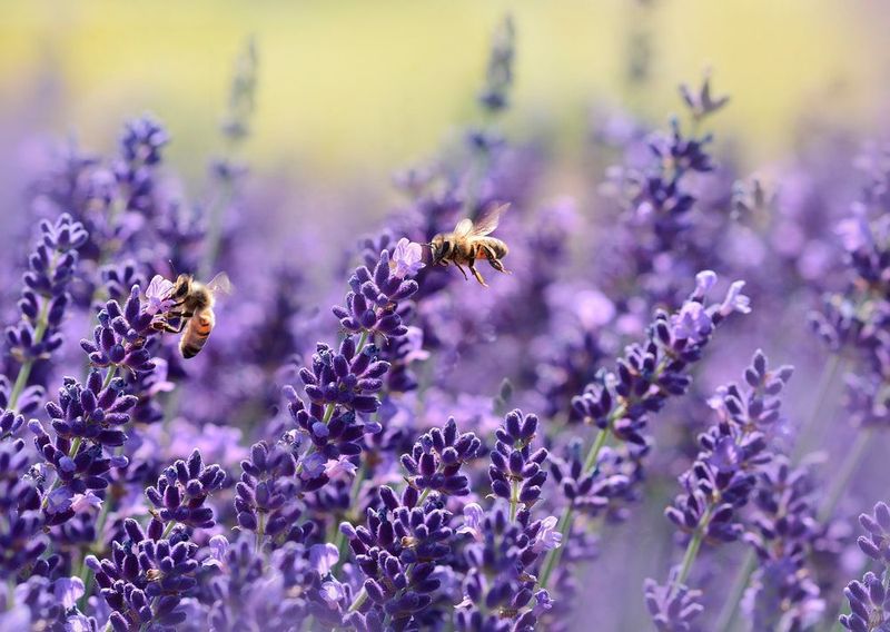Hintergrund des Überwachungssystems ist das seit einigen Jahren zunehmende Bienensterben, das unser Ökosystem nachhaltig bedroht. (gemeinfrei)