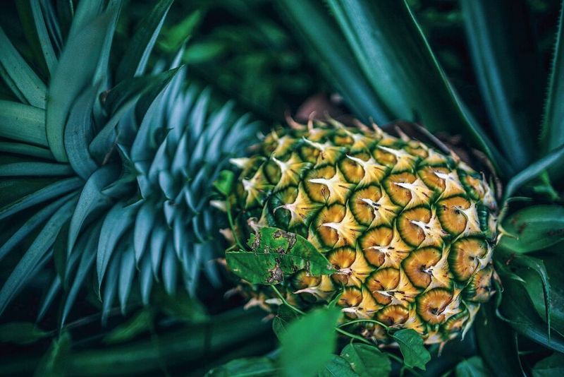 Auf den Ananasplantagen fallen wöchentlich Hunderte Tonnen Pflanzenreststoffe an. Die dicken Ananasblätter sind nur sehr schwer zu entsorgen, warum also nicht ... Papier daraus herstellen? Studierende der Universität Hannover sind dabei, diese Idee ganz konkret in die Tat umzusetzen. (Symbolbild) 