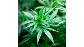 Apotheken können ab sofort drei medizinische Cannabisprodukte bei CC Pharma bestellen. (CC Pharma)