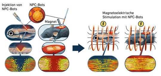 Schematische Darstellung, wie die NPC-Bots in in das verletzte Rückenmark injiziert und die Mikroroboter magnetisch an die richtige Stelle gesteuert werden. Dann werden die Nervenzellen bei Zebrafischen und Mäusen mit den NPC-Bots magnetoelektrisch stimuliert und erholen sich so schneller.(Bild:  ETH Zürich)