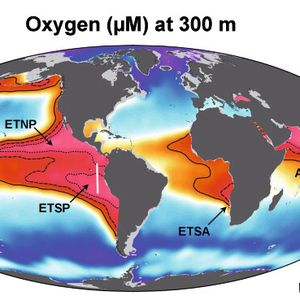 Die marinen Sauerstoffminimumzonen. Gezeigt wird die Sauerstoffkonzentration in 300 Meter Wassertiefe. Ca. 30- 50% aller Stickstoffverluste laufen ab in nur 0,1% der Weltmeere. (Abbildung modifiziert nachWorld Ocean Atlas 2009 (http://www.nodc.noaa.gov))