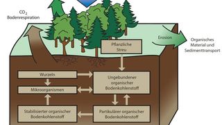 Im Resolve-Forschungsprojekt sollen Schüler den Kohlendioxid-Kreislauf untersuchen. (Bild: KIT/SRI)