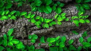 Der Name des Spring Frameworks stand seinerzeit für Erneuerung, aber auch das Projekt selbst entwickelt stets frische Triebe. (Bild: jeonsango)