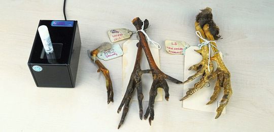 Abb. 3: Bei den Ziath-Probenröhrchen mit 2D-Barcodes wurde der Barcode per Laser in den Polypropylenboden jedes Röhrchen eingeätzt. (Bild:  Zoological Society of London)