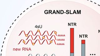 Grafische Darstellung der Einzelanalyse mittels scSLAM-seq.  (©HZI/HIRI/S. Pernitzsch)
