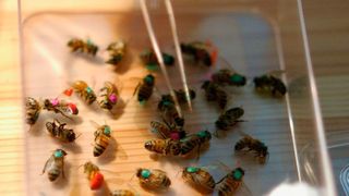 Forscher markieren Bienen, um ihr Bewegungen im Schwarm besser verfolgen zu können. Die Algorithmen, die dem Verhalten der Schwärme zugrunde liegen, können beim Lösen von Aufgaben helfen, die unvorhersehbare Faktoren enthalten. (Georgia Tech / Fitra Hamid)