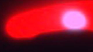 Als „Sporozoiten“ werden die einzelligen Malaria-Erreger beim Mückenstich auf den Menschen übertragen. Antikörper, die durch eine natürliche Infektion induziert werden, markieren das wichtigste Protein der Sporozoiten, das CSP (rot). (© Wardemann/DKFZ)