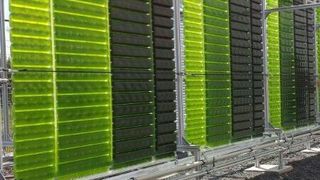 Die Algenkultivierungsanlage verfügt über sechs Reaktoren von jeweils 180 Litern. (Bild: Subitec)