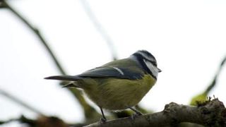 Auch wenn Blaumeisen ihren Nachwuchs in sozial monogamen Beziehungen großziehen, sind sowohl die Weibchen als auch die Männchen gelegentlichen Seitensprüngen mit anderen gefiederten Partnern nicht abgeneigt. (Bild: MPI für Ornithologie)