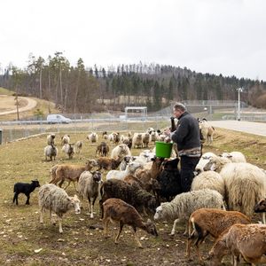 Seinen Job verdankt er rund 100 Schafen, die auf dem ehemaligen Truppenübungsplatz leben und Teil des ausgeklügelten Umweltplans sind.(Bild:  Mercedes-Benz)