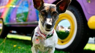 Historische Technik wird am Bodensee nicht nur in schnöden Messehallen präsentiert. Das freut Mensch und Tier. (Messe Friedrichshafen)