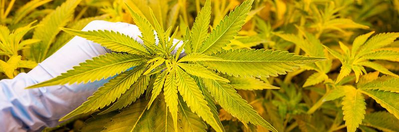 DEMECAN ist eines von drei deutschen Unternehmen, das legal Cannabis anbauen darf. Das Start-up benötigte eine digitale Lösung für Unterschriften. DEMECAN ist eines von drei deutschen Unternehmen, das legal Cannabis anbauen darf. Das Start-up benötigte eine digitale Lösung für Unterschriften.