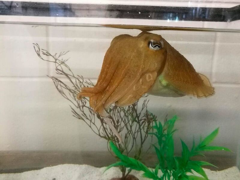 The common cuttlefish is smarter than it may appear. (Alexandra Schnell)