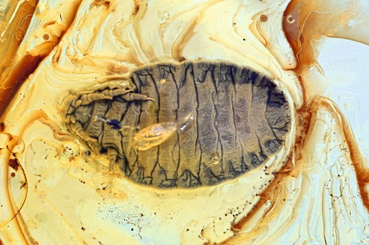 Bauchansicht der Larve eines Fächerflüglers, die in einem nur etwa fünf Millimeter großen baltischen Bernstein eingeschlossen ist. (Hans Pohl/FSU)
