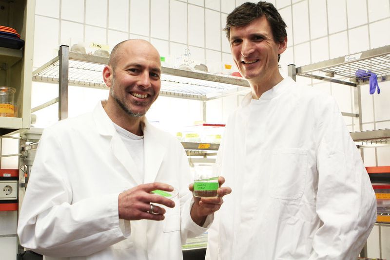 Dr. Tim Lachnit (links) und Dr. Peter Deines vom SFB 1182 untersuchten den Zusammenhang von Nährstoffverfügbarkeit und der Balance der Wirts-Bakterien-Beziehungen. (© Christian Urban, Uni Kiel)