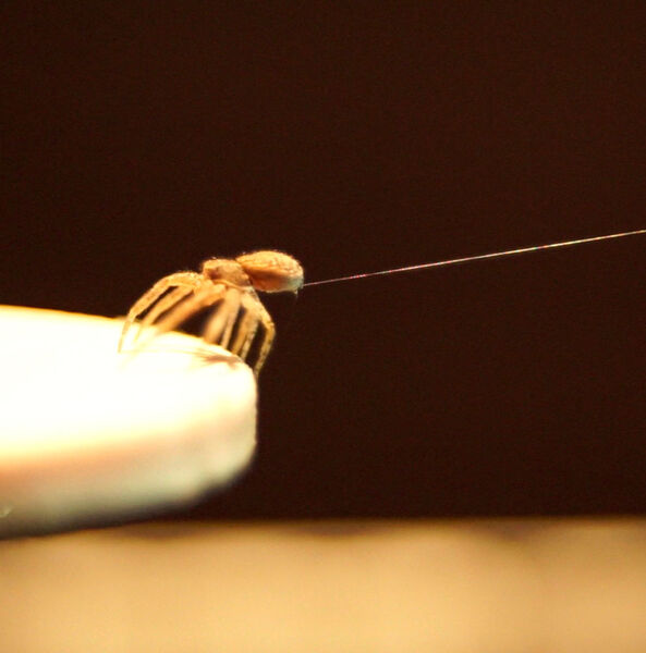 Eine Krabbenspinne wirft einen Seidenfaden aus, um abheben zu können. (© Moonsung Cho)