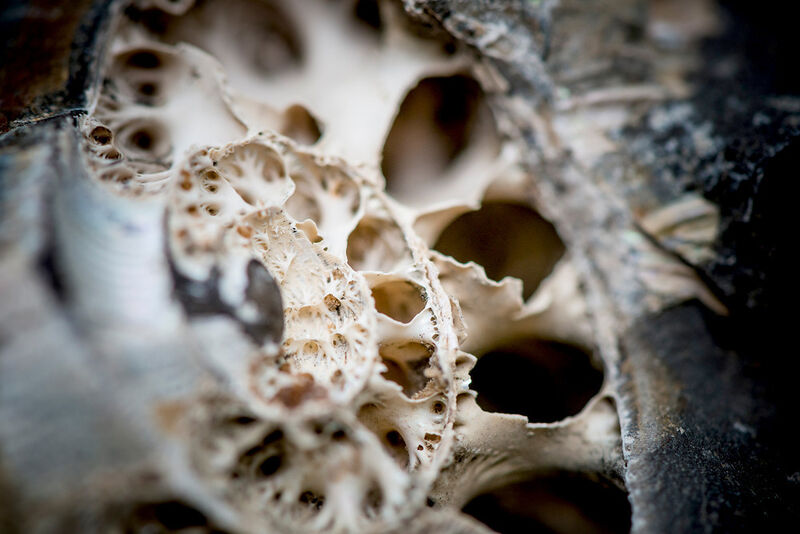 Im Gegensatz zu Nautilusgehäusen hatten Ammonitengehäuse kompliziert aufgebaute Kammerwände mit feinen Verästelungen. (Bild: © RUBIN, Damian Gorczany)