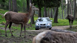 Elche lieben Streusalz. Im Winter kann das zum Problem werden. (Bild: Volvo)