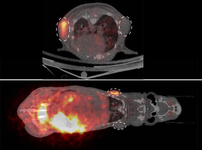 Mikroskopie ganzer Mäuse  Wissenschaftler nutzen verschiedenste Methoden, um einzelne Zellen für Mikroskopie-Aufnahmen zu markieren. Nun hat ein Team der Westfälischen Wilhelms-Universität (WWU) Münster gleich eine ganze Maus auf einmal untersucht. Die Forscher haben eine Zellmarkierungsstrategie aus der Mikroskopie – die so genannte SNAP-tag-Technologie – erstmals für die Ganzkörperbildgebung mit Positronen-Emissions-Tomographie (PET) eingesetzt. Oben ist ein PET-Bild von Tumoren (gestrichelte Kreise) im Körper einer Maus gezeigt (ganz oben im Querschnitt). Mit einem neu entwickelten radioaktiven Substrat haben die Forscher dazu Tumorzellen im lebenden Organismus markiert. Zellen, die durch eine genetische Veränderung ein so genanntes SNAP-tag-Enzym bilden, nahmen die Radioaktivität auf (orange), Zellen ohne dieses Enzym hingegen nicht.   Hier gehts zur Originalmeldung Wissenschaftsbild des Tages vom 12.10.2021   (Depke et al., DOI: 10.1039/D1CC03871K)