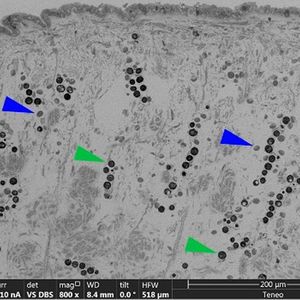 Blockphase scanning electroscope microscopy image of cross-sectioned Tridacna maxima mantle tissues, showing the symbiotic algae (green arrows) and, in close proximity, the embedded iridocyte cells (blue arrows).(Source: © 2020 Roobach et al)