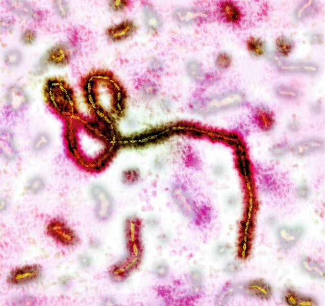 Abb. 2: Auch wenn die Ebolaviren nicht aerogen übertragen werden, ist die Krankheit dennoch hochansteckend.  (© Giovanni Cancemi - Fotolia)